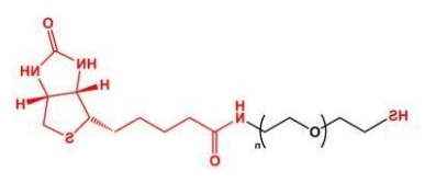 SH-PEG-Biotin； Biotin-PEG-SH；生物素聚乙二醇巯基