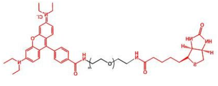 RB-PEG-BIOTIN；罗丹明聚乙二醇生物素；Rhodamine-PEG-BIOTIN