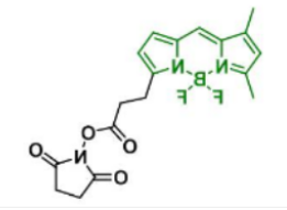 BDP FL NHS ester，146616-66-2