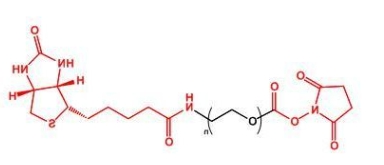 NHS-PEG-Biotin Biotin-PEG-NHS 活性酯聚乙二醇生物素 