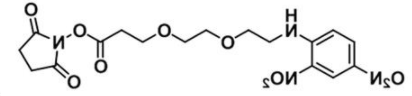 DNP-PEG2-NHS ester的基本信息