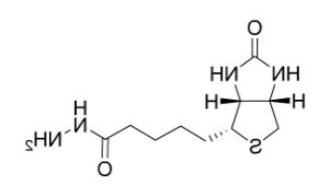 Biotin-HZ 生物素酰肼；D-Biotin hydrazide；66640-86-6
