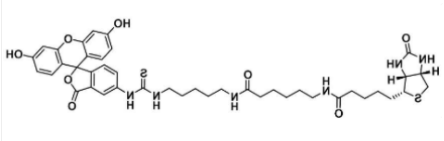 5-FITC Biotin；5-荧光素-生物素；134759-22-1