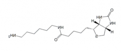 N-Biotinyl-1,6-hexanediamine；65953-56-2；生物素-1.6-已二胺