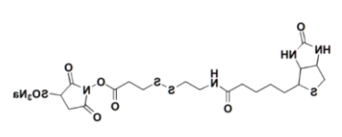 Sulfo-NHS-SS-Biotin；325143-98-4；磺酸基活性酯-二硫-生物素