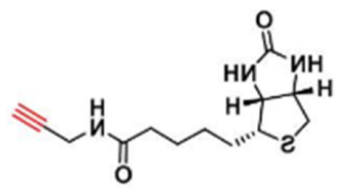 Biotin alkyne; 773888-45-2；生物素-炔基
