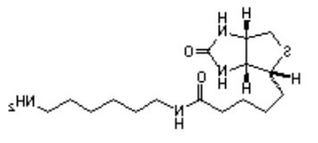 (+)-Biotinyl hexylamine；（+)-生物素己胺