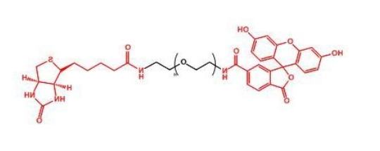 荧光素聚乙二醇生物素 FITC-PEG-Biotin