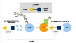 Protac(蛋白质降解靶向嵌合分子)的鉴定 Protac(蛋白质降解靶向嵌合分子)的鉴定