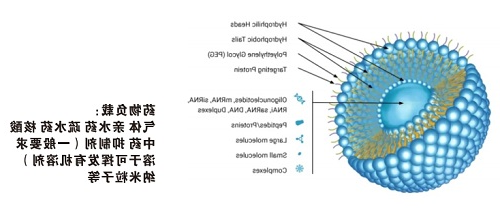 脂质体 脂质体