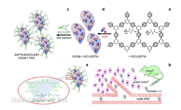 PEG-CCM@APTES-COF-1的DOX负载合成及靶向给药小鼠效果
