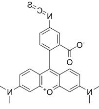 四甲基罗丹明-5-异硫氰酸单一化合物/CAS:80724-19-2