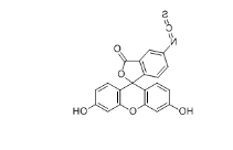 CAS：27072-45-3；FITC-xtra；异硫氰酸荧光素