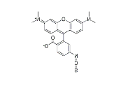 5(6)-TRITC 四甲基罗丹明-5(6)-异硫氰酸 CAS号：95197-95-8