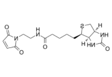 Biotin-Mal 