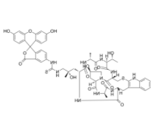 	Phalloidin-FITC 
