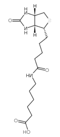 N-生物素己酸	 