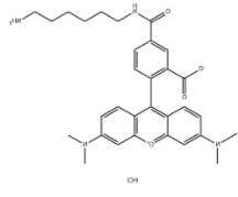 TAMRA amine, 5-isomer 