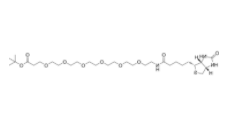 Biotin-peg6-t-butylester 