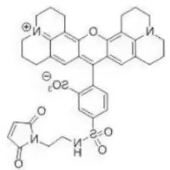 德州红-马来酰亚胺 德州红-马来酰亚胺
