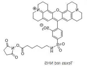 德州红-X 活化酯 
