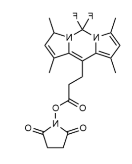BODIPY 493/503 NHS ester 