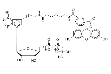 Fluorescein Alkynylamino-ATP 