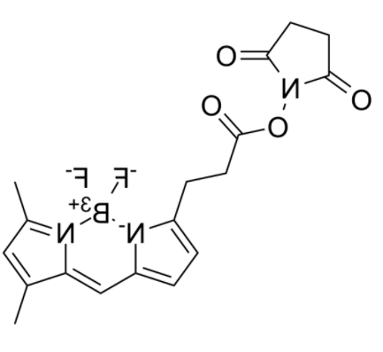 BDP FL NHS Ester 