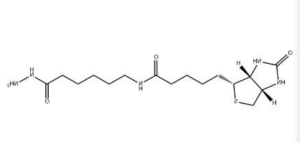 生物素酰胺基己酸肼