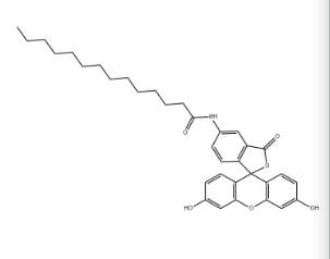 DOTMA，75796-37-1，5-(十四酰氨基)荧光素