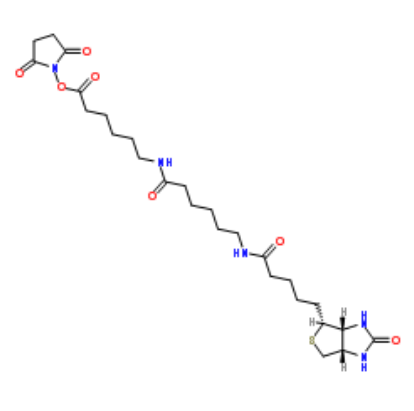 Biotin-LC-LC-NHS 