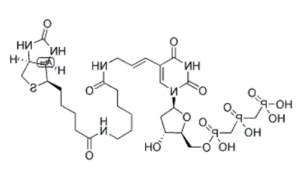 Biotin-11-dUTP Biotin-11-dUTP