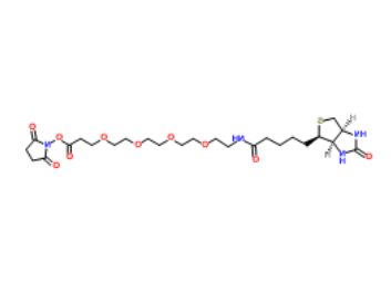 	Biotin-PEG4-NHS ester 