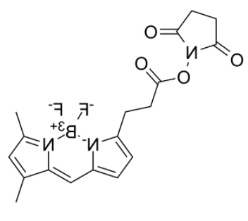 BDP FL NHS Ester 