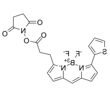 	BDP 558/568 NHS ester 