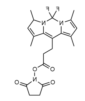 BODIPY 493/503 NHS ester 