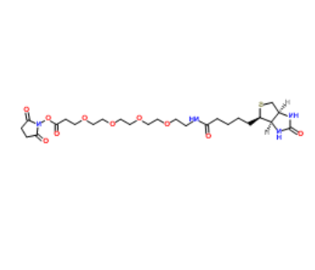 	Biotin-PEG4-NHS ester 