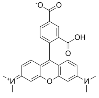 5-TAMRA   