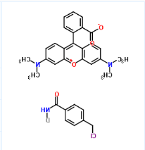 CytoTrace Orange CMTMR CytoTrace Orange CMTMR