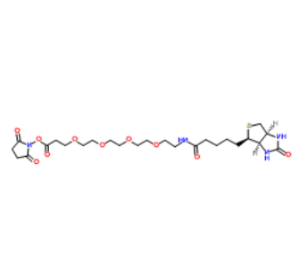 	Biotin-PEG4-NHS ester 