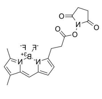 BDP FL NHS Ester 