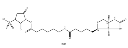磺基-NHS-LC-生物素 磺基-NHS-LC-生物素