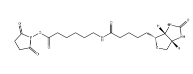 生物素-X,琥珀酰亚胺酯