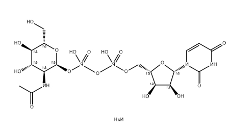 UDP-GlcNAc