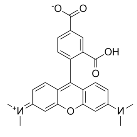 	5-TAMRA 