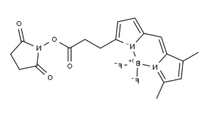BDP FL NHS ester