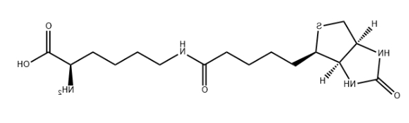 Biocytin