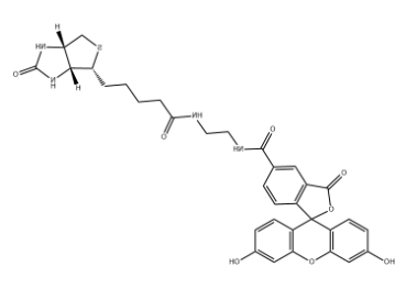 Biotin-4-fluorescein
