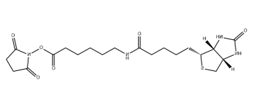 生物素-X,琥珀酰亚胺酯