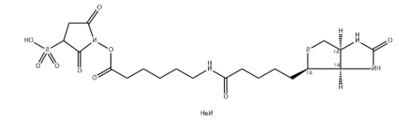 Biotin-LC-Sulfo-NHS